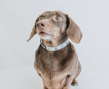 Load image into Gallery viewer, Dog Collar - Sweets &amp; Pawfee
